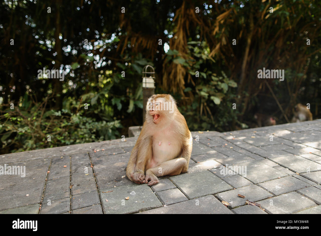 Beau singe assis dans un parc, arbres en arrière-plan. Banque D'Images