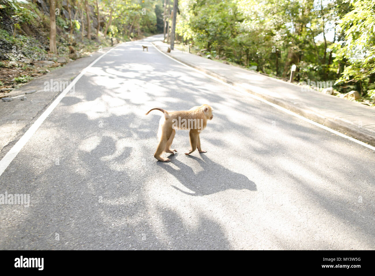 Singe mignon marche sur route dans les rayons du soleil. Banque D'Images