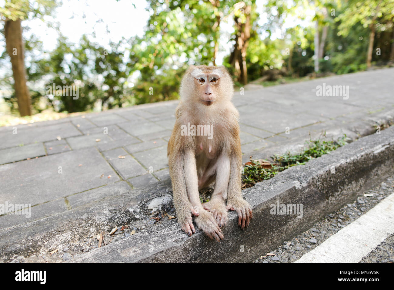 Peu macaco assis sur route en Thaïlande. Banque D'Images