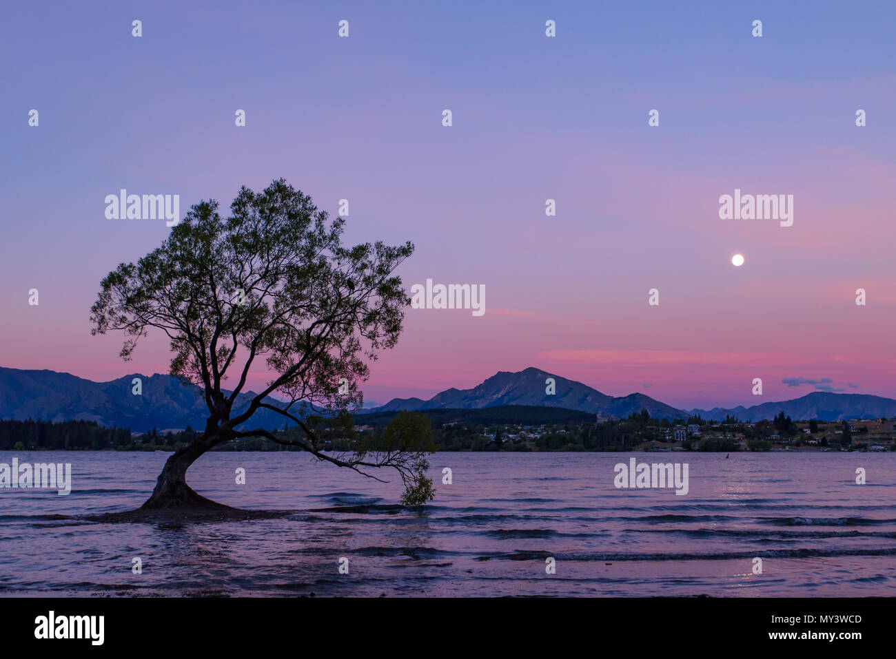 Wanaka Arbre Dans Lheure Du Coucher Du Soleil à Lac Wanaka