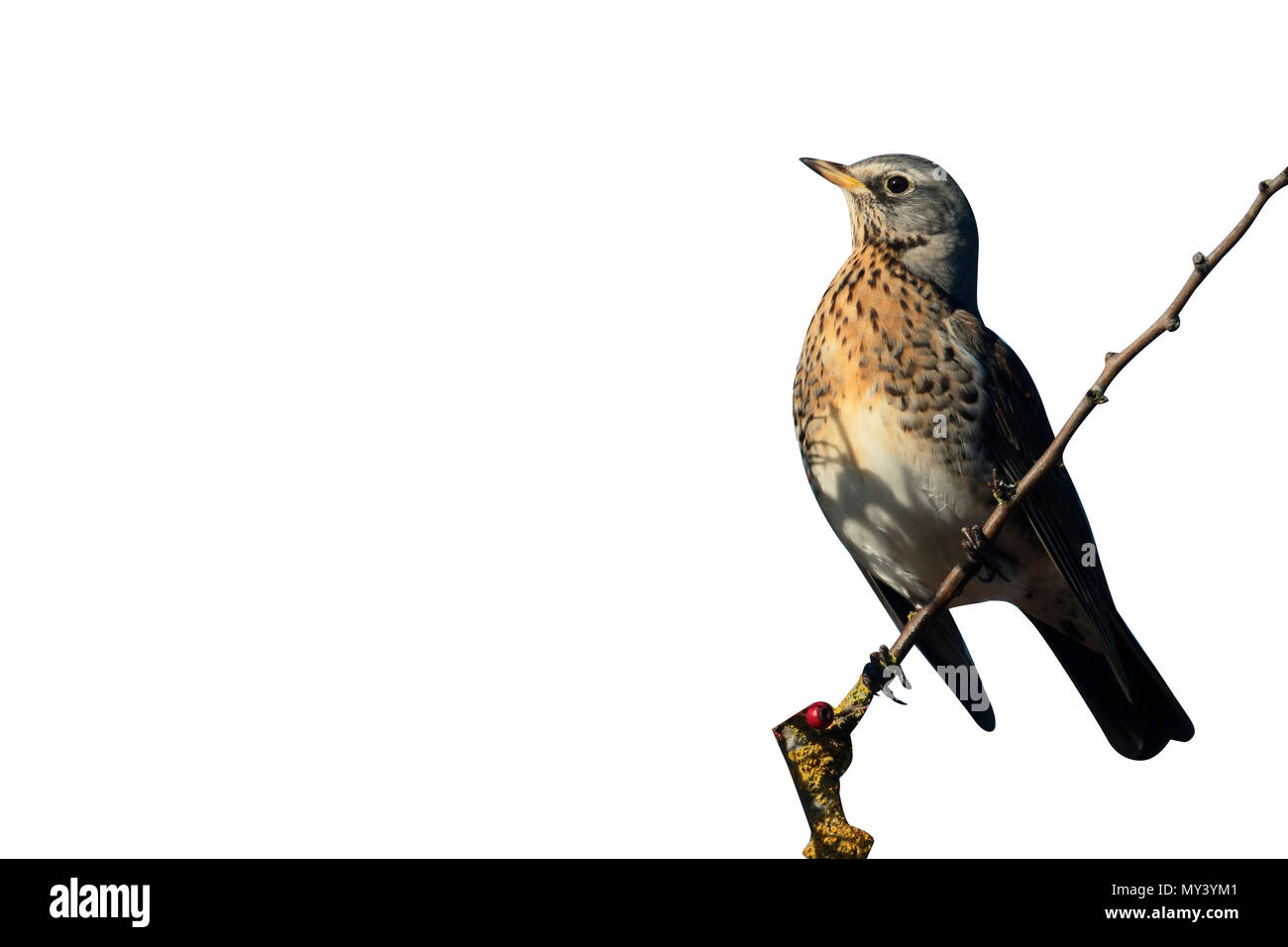 F, Turdus Fieldfare, seul oiseau sur Hawthorn Bush avec des baies rouges, Warwickshire, Décembre 2016 Banque D'Images