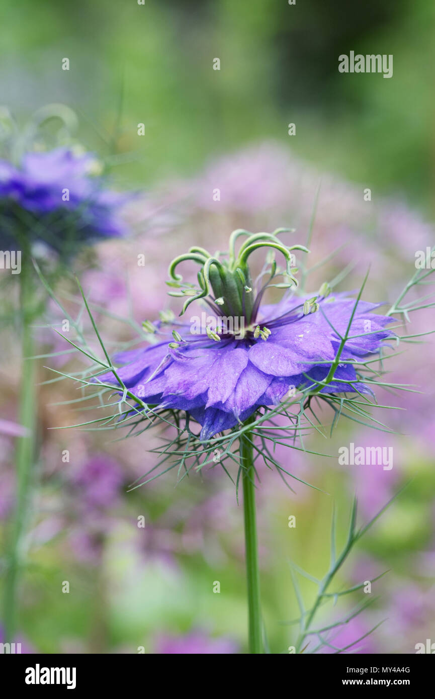 Nigella damascena 'Bijoux' Perse dans un chalet. Banque D'Images