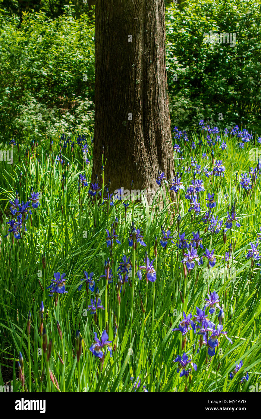 Iris bleu,Environnement boisé Banque D'Images