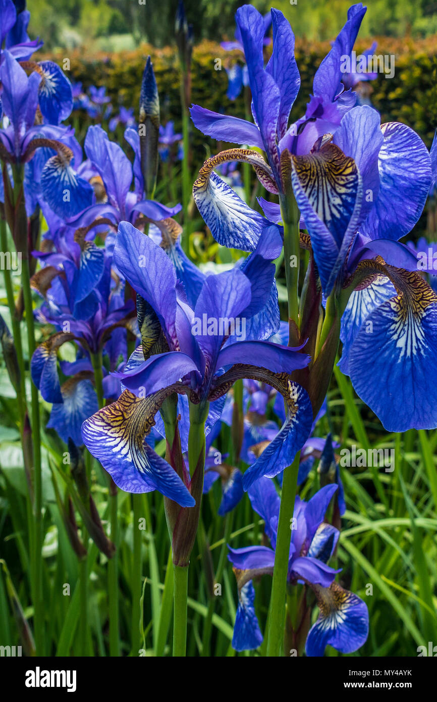 Iris versicolore Banque D'Images
