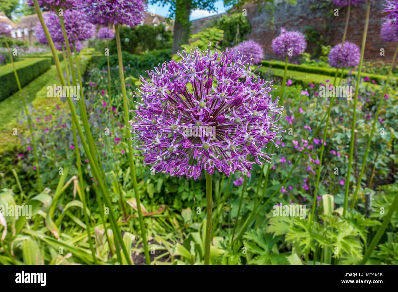 Allium Purple Flower Banque D'Images