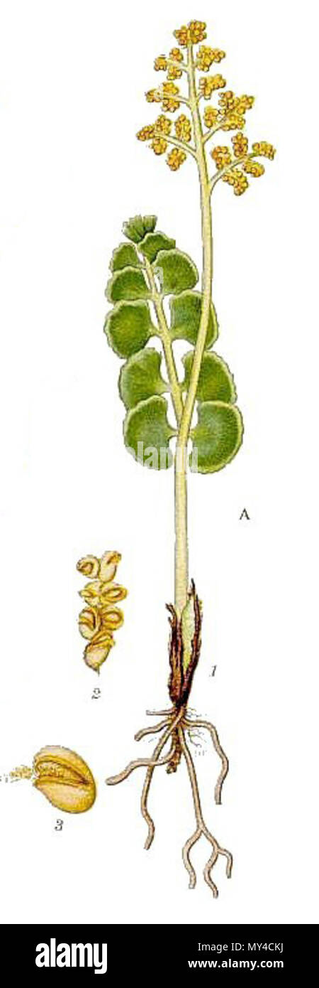 . Anglais : Botrychium lunaria (L.) Sw. [ =Botrychium vulgare (L.) Sw.] Fragment d'Illinois 511 Bilder ur Nordens de "flore" (1917-1926) par Carl Axel Magnus Lindman (1856-1928) . 2009-18-02 10:20 (UTC). 511 Botrychium vulgare, B. matricariae.jpg : Dim Grits 15511 fragment Botrychium lunaria Banque D'Images