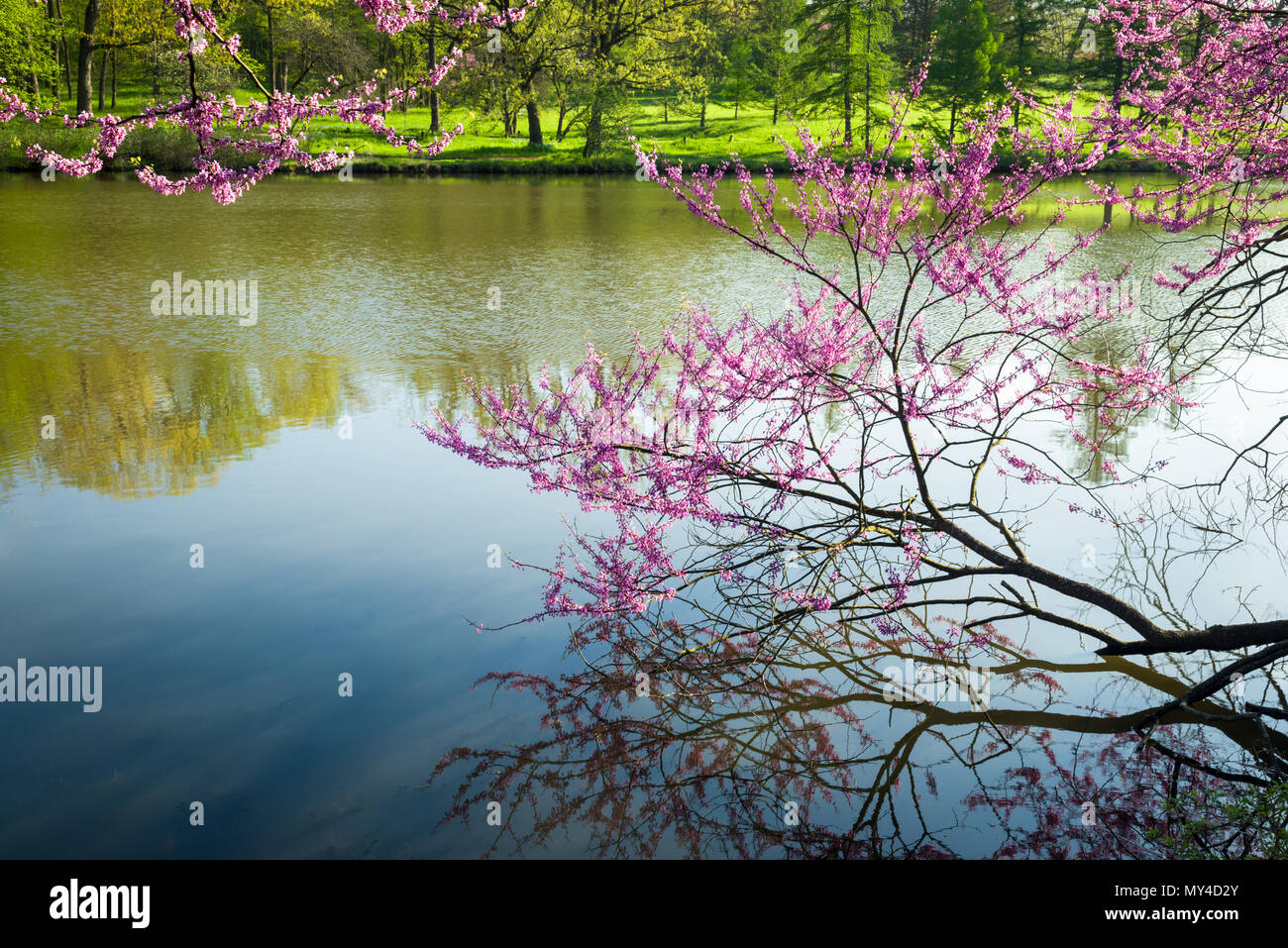 Début de la lumière sur les branches - lishui sur un beau matin de printemps. Banque D'Images