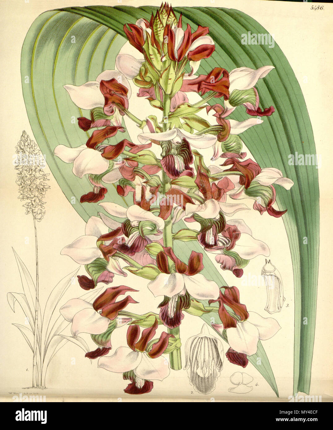 . Illustration d'Eulophia rosea (comme syn. Horsfallii Lissochilus) . 1865. Walter Hood Fitch (1817-1892) del. et lith. Description par Joseph Dalton Hooker (1817-1911) 171 Eulophia rosea (comme horsfallii Lissochilus) - Curtis' 91 (Ser. N° 3 21) pl. 5486 (1865) Banque D'Images