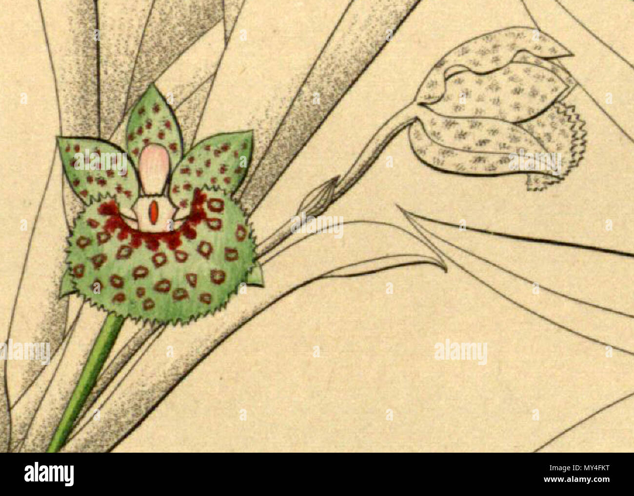. Illustration de Kefersteinia sanguinolenta . 1858. Heinrich Gustav Reichenbach (1823-1889) Friedrich Wilhelm Ludwig Kränzlin (1847-1934) 294 Kefersteinia sanguinolenta - découpe de Xenia vol 1 pl 25 fig. I (1858) Banque D'Images
