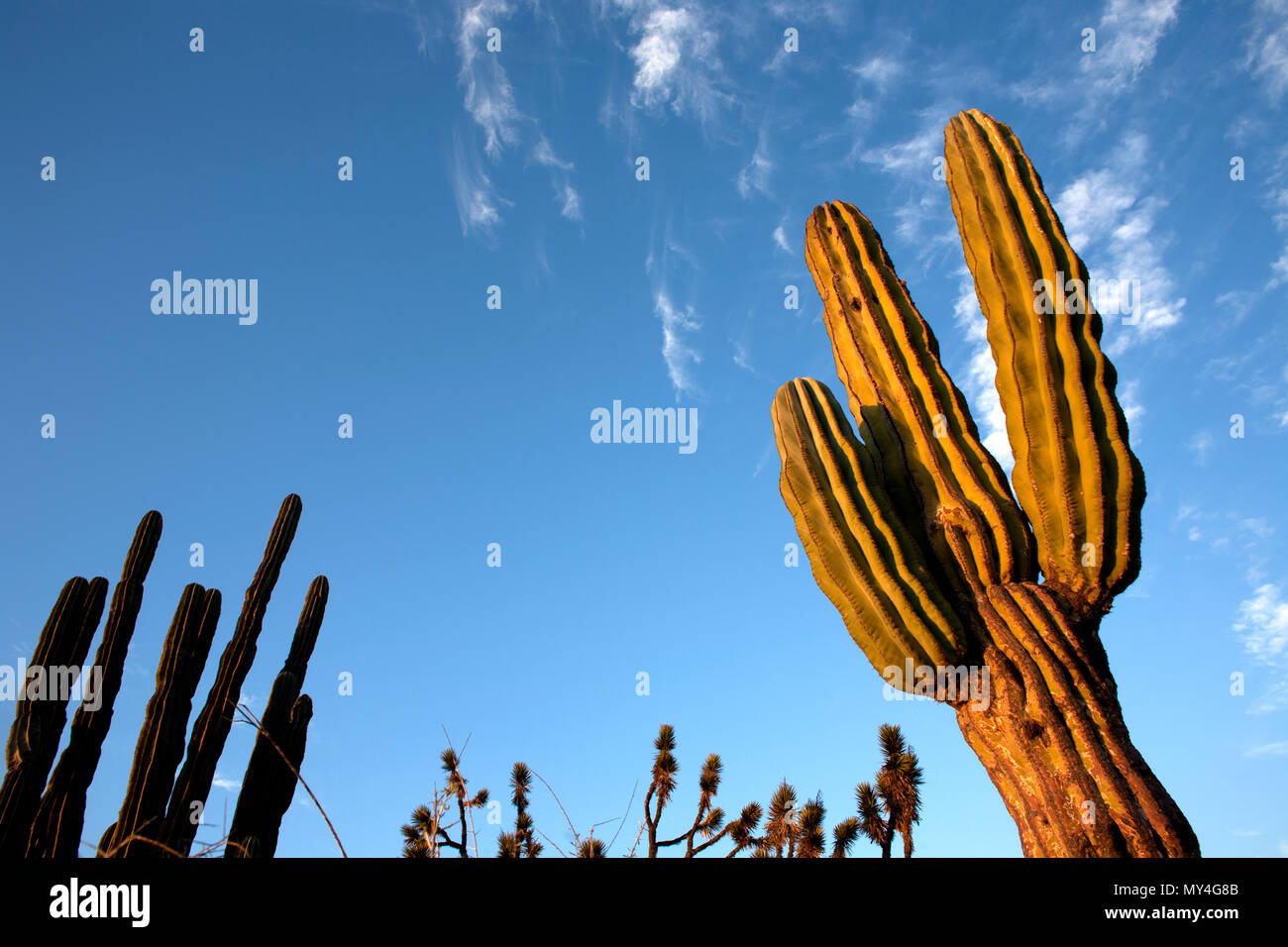 Remplir le cactus désert entre les villes de Loreto et Mulege dans le sud du Mexique Baja California State, 22 février 2009. Banque D'Images