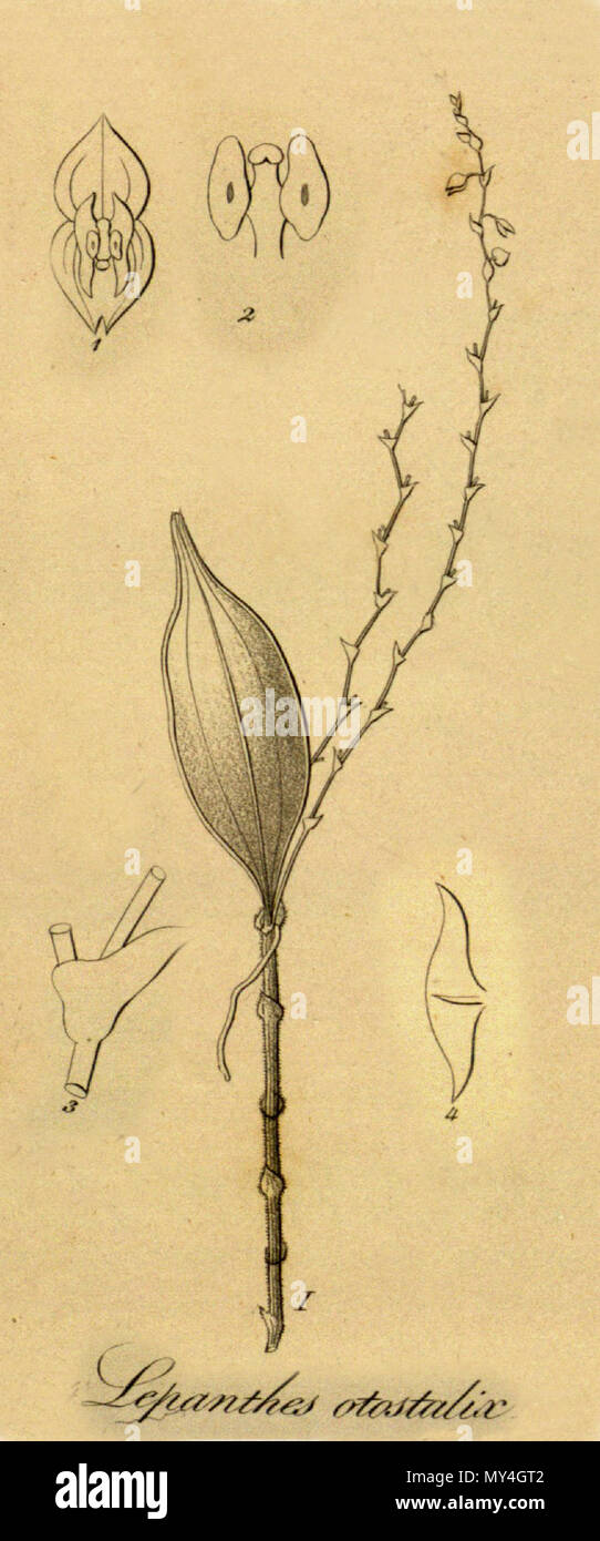 . Illustration de Lepanthes biloba (syn. Lepanthes otostalix) . 1858. Heinrich Gustav Reichenbach (1823-1889) 320 Lepanthes biloba comme otostalix (L.) - Couper de Xenia vol 1 pl 49 fig I et 1-4 (1858) Banque D'Images