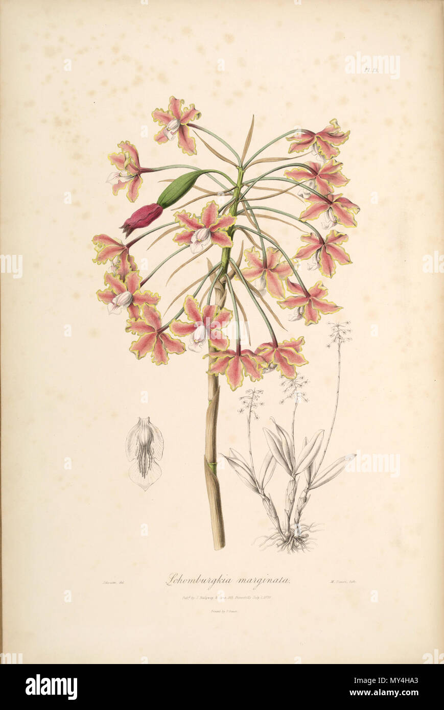 . Illustration du Schomburgkia marginata (syn. de Diplocentrus marginata) . 1838. John Lindley (1789-1865) 478 Schomburgkia marginata Banque D'Images