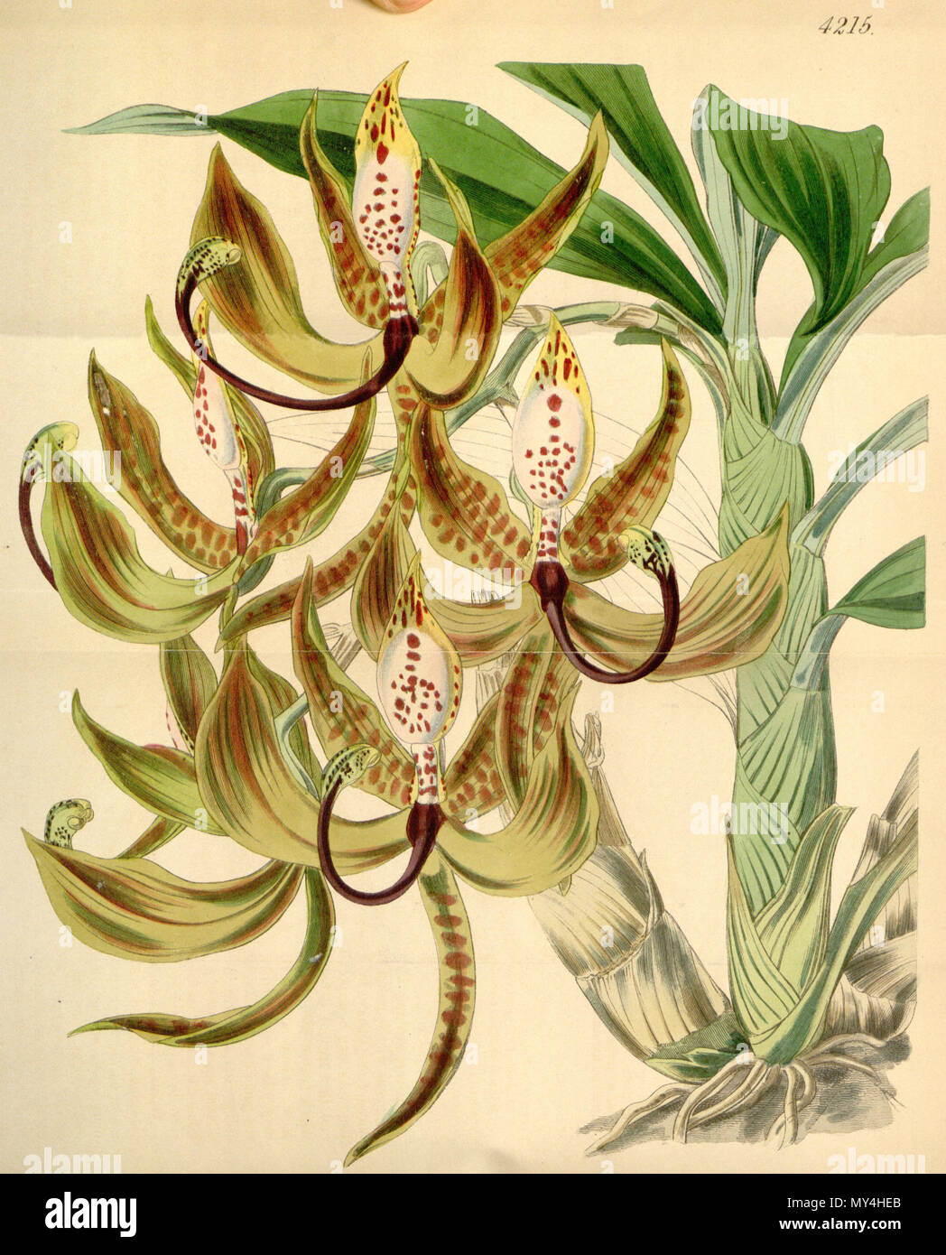 . Cycnoches loddigesii Illustration de . 1846. ByWalter probablement dessin Hood Fitch (1817-1892), cette plaque n'a pas signé. 129 Cycnoches loddigesii - Curtis' 72 (Ser. N° 3 2) pl. 4215 (1846) Banque D'Images