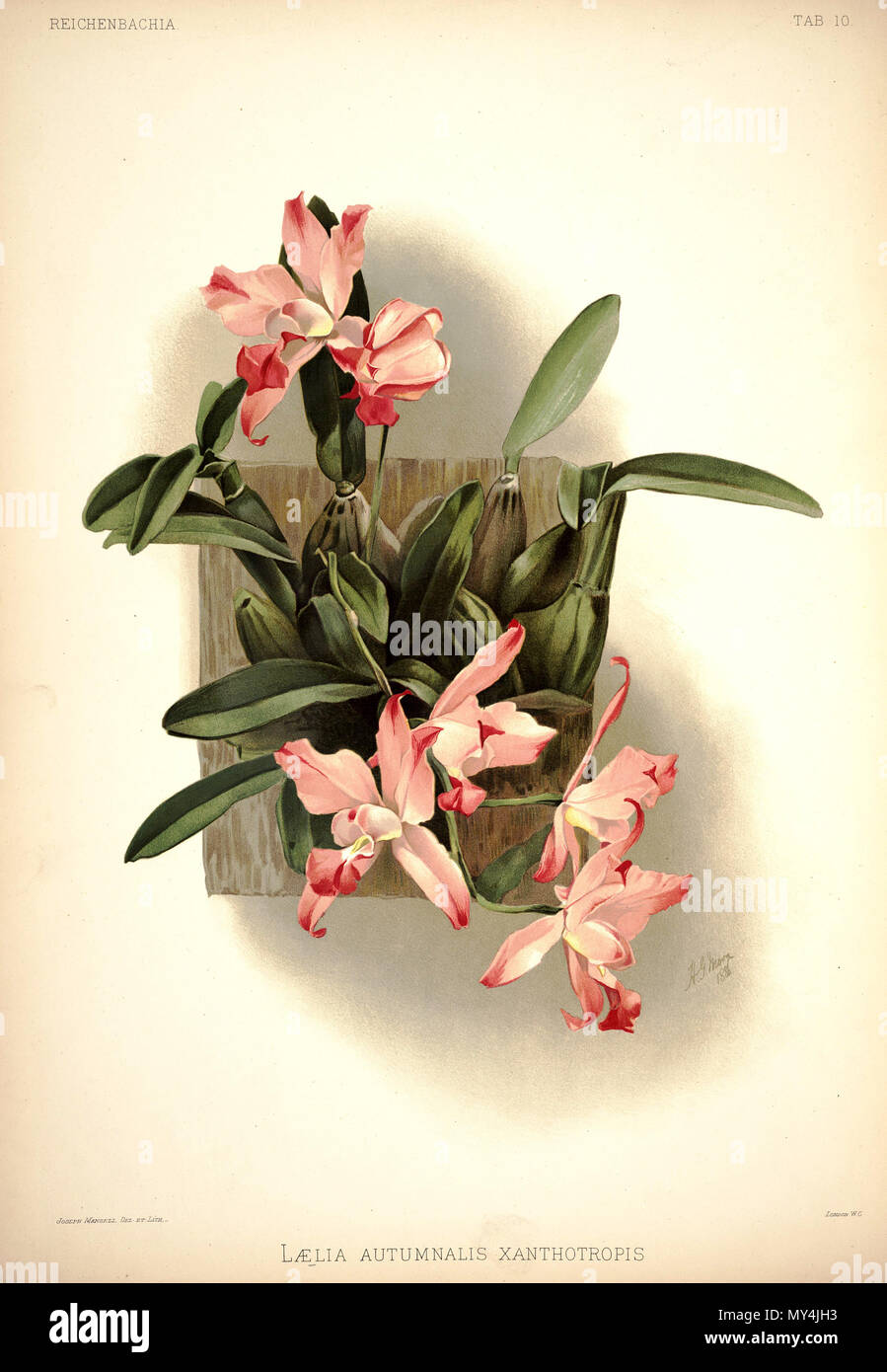 . Diplocentrus autumnalis (comme : Diplocentrus autumnalis var. xanthotrophis) . Entre 1888 et 1894. H. Sotheran & Co., London (éditeur) 189 Frederick Sander - Reichenbachia J 10 (1888) - Diplocentrus autumnalis xanthotropis Banque D'Images