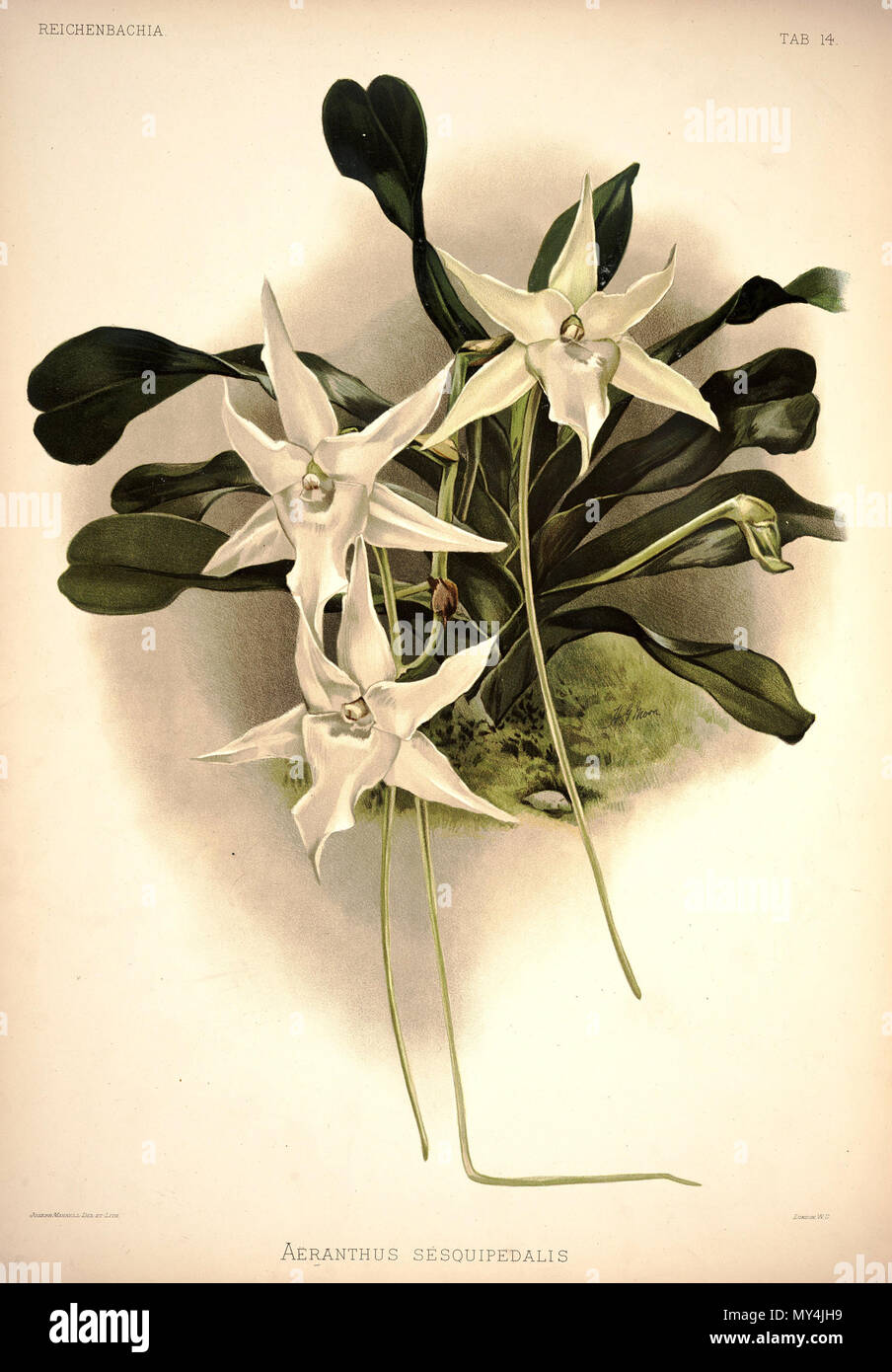 . Angraecum sesquipedale . Entre 1888 et 1894. H. Sotheran & Co., London (éditeur) 189 Frederick Sander - Reichenbachia Je planche 14 (1888) - Angraecum sesquipedalis Banque D'Images