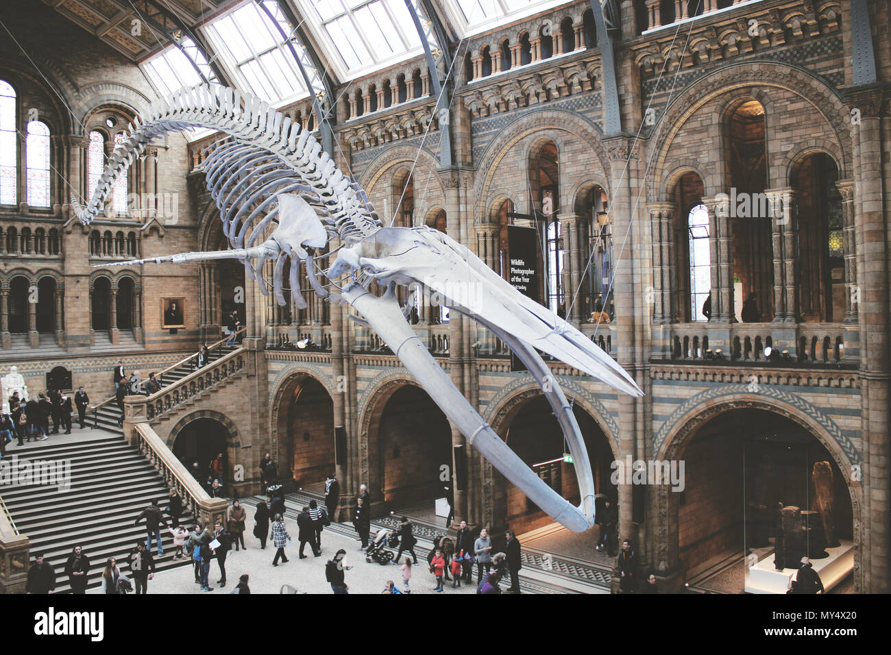 Squelette d'un rorqual bleu dans l'histoire naturelle de Londres. Banque D'Images