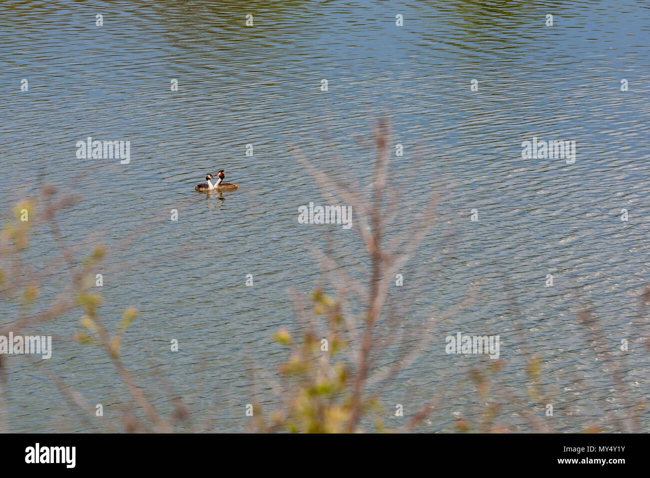 Deux oiseaux grèbe huppé nager ensemble et forme une forme coeur dans le calme des eaux du lac bleu de Kerkini, Grèce Banque D'Images