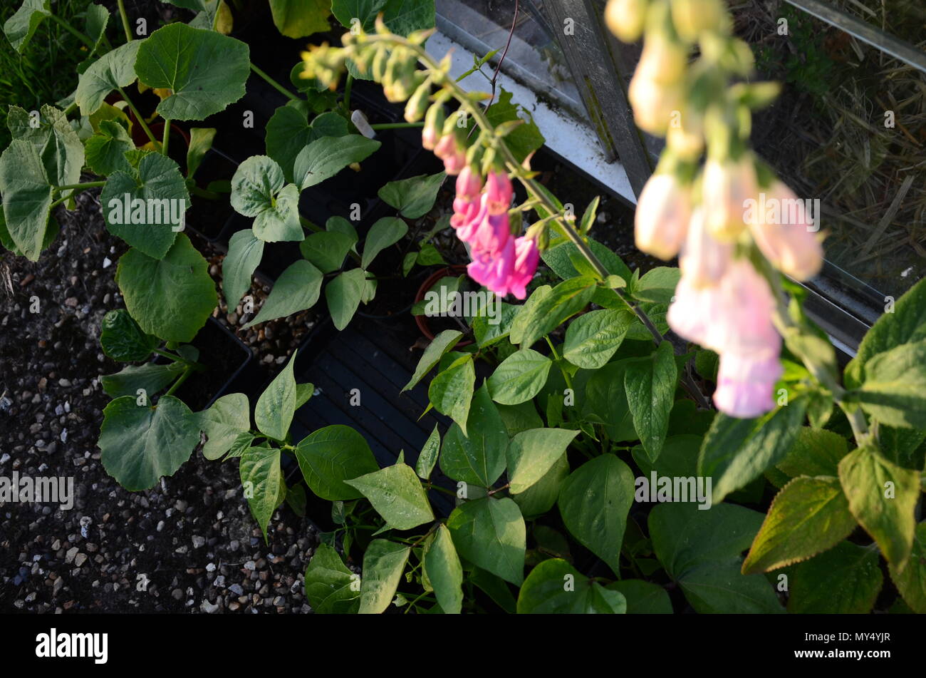 Digitales (Digitalis purpurea) et le français escalade les plants de haricots dans des pots, Chalet jardin, juin, England, UK Banque D'Images