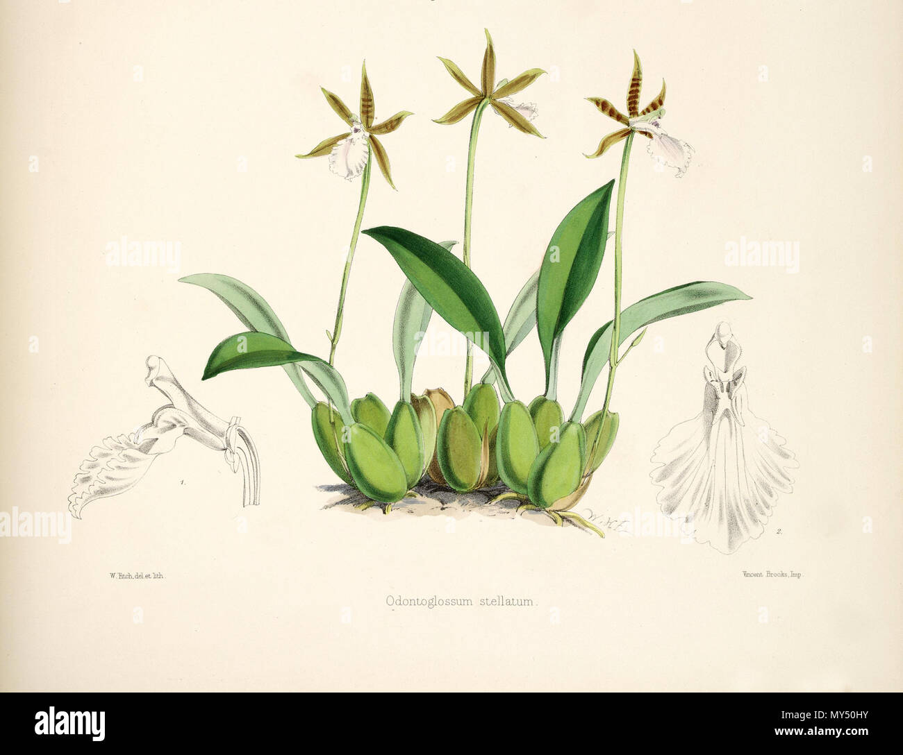. Illustration de Rhynchostele stellata (syn. Odontoglossum stellatum) . 1874. Walter Hood Fitch del. et lith. James Bateman éd. 454 Rhynchostele stellata (comme Odontoglossum stellatum) - pl. 13, fig. - Bateman, Monogr.Odont Banque D'Images