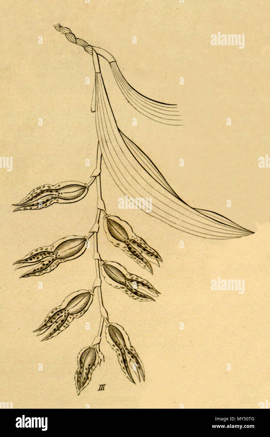 . Illustration de Pabstiella tripterantha . 1858. Heinrich Gustav Reichenbach (1823-1889) Friedrich Wilhelm Ludwig Kränzlin (1847-1934) 403 Pabstiella tripterantha tripterantha (comme Pleurothallis) - Couper de Xenia vol 1 pl 28, fig. III (1858) Banque D'Images