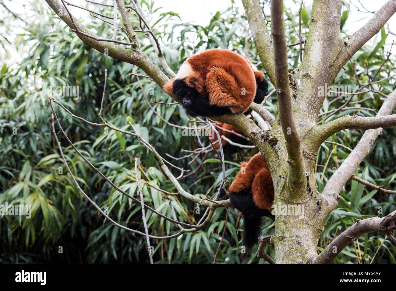 La gélinotte rouge animal lemur Banque D'Images