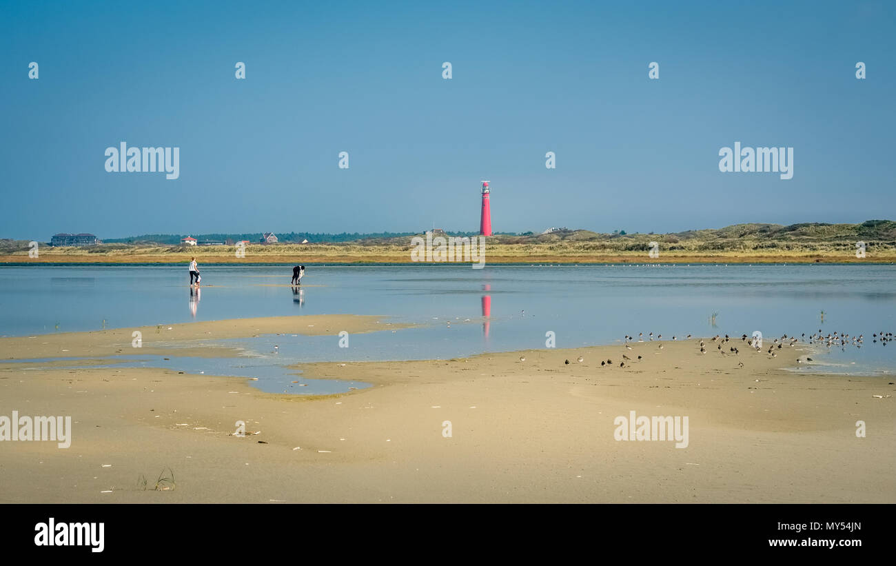 Le soleil brille sur un après-midi de septembre lors de la marche le long de la mer des Wadden et le magnifique littoral de l'île de Schiermonnikoog Wadden néerlandais. Banque D'Images