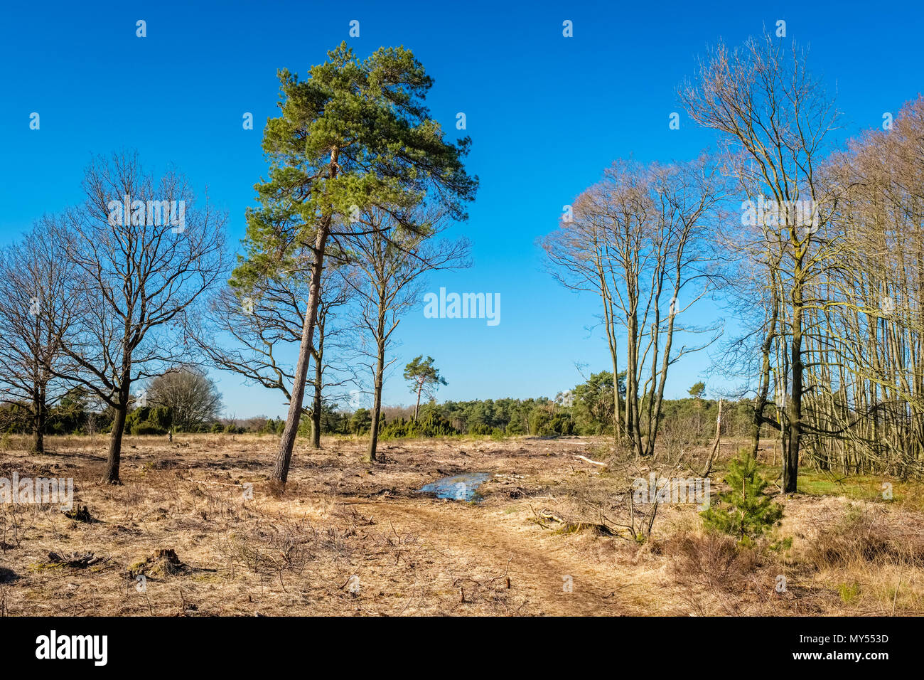 Paysage typiquement hollandais de l'Buurserzand, une réserve naturelle des zones humides dans la région de Twente. Il se compose d'heath sur de vieux sable dérive Banque D'Images