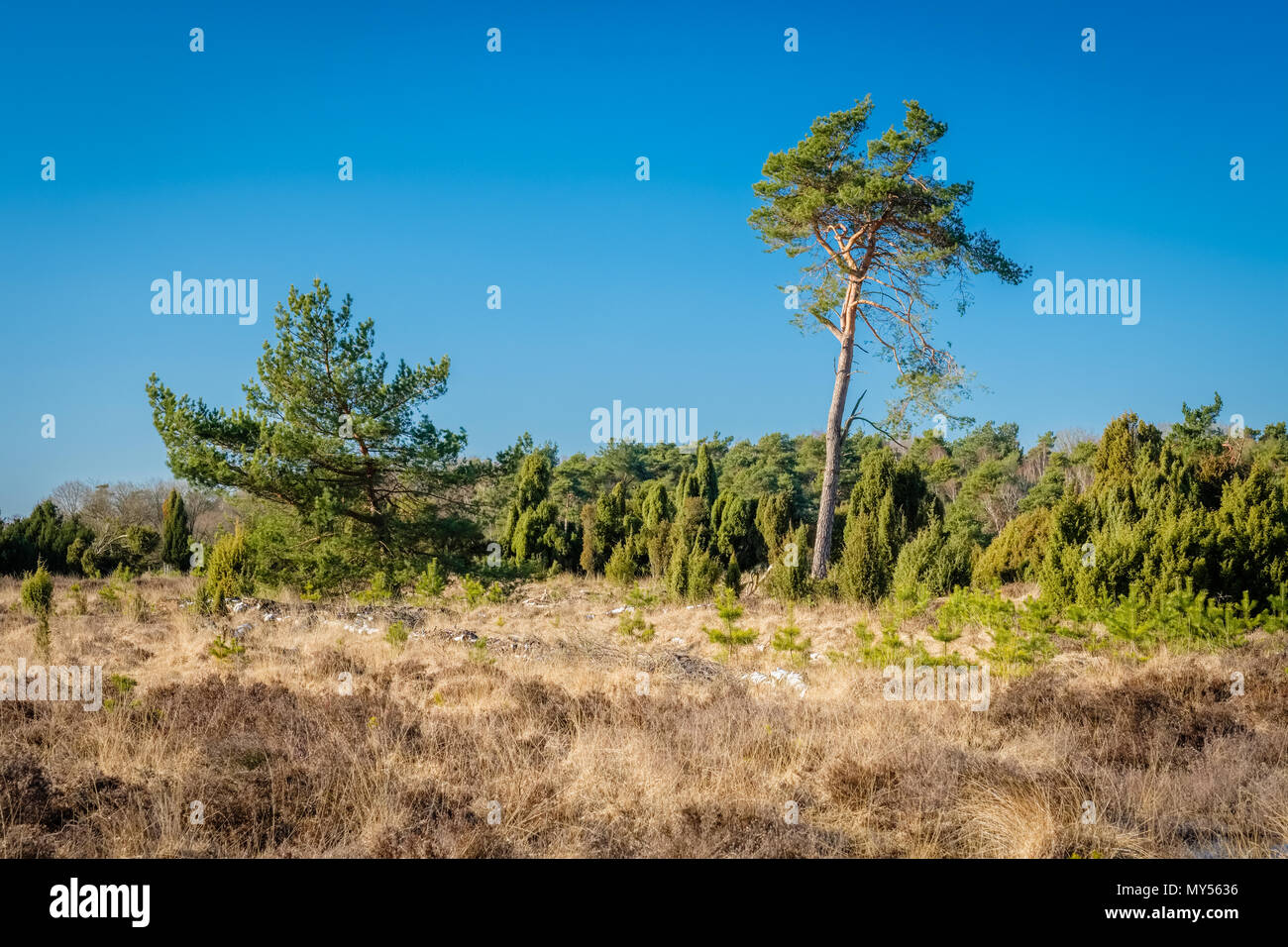 Paysage typiquement hollandais de l'Buurserzand, une réserve naturelle des zones humides dans la région de Twente. Il se compose d'heath sur de vieux sable dérive Banque D'Images