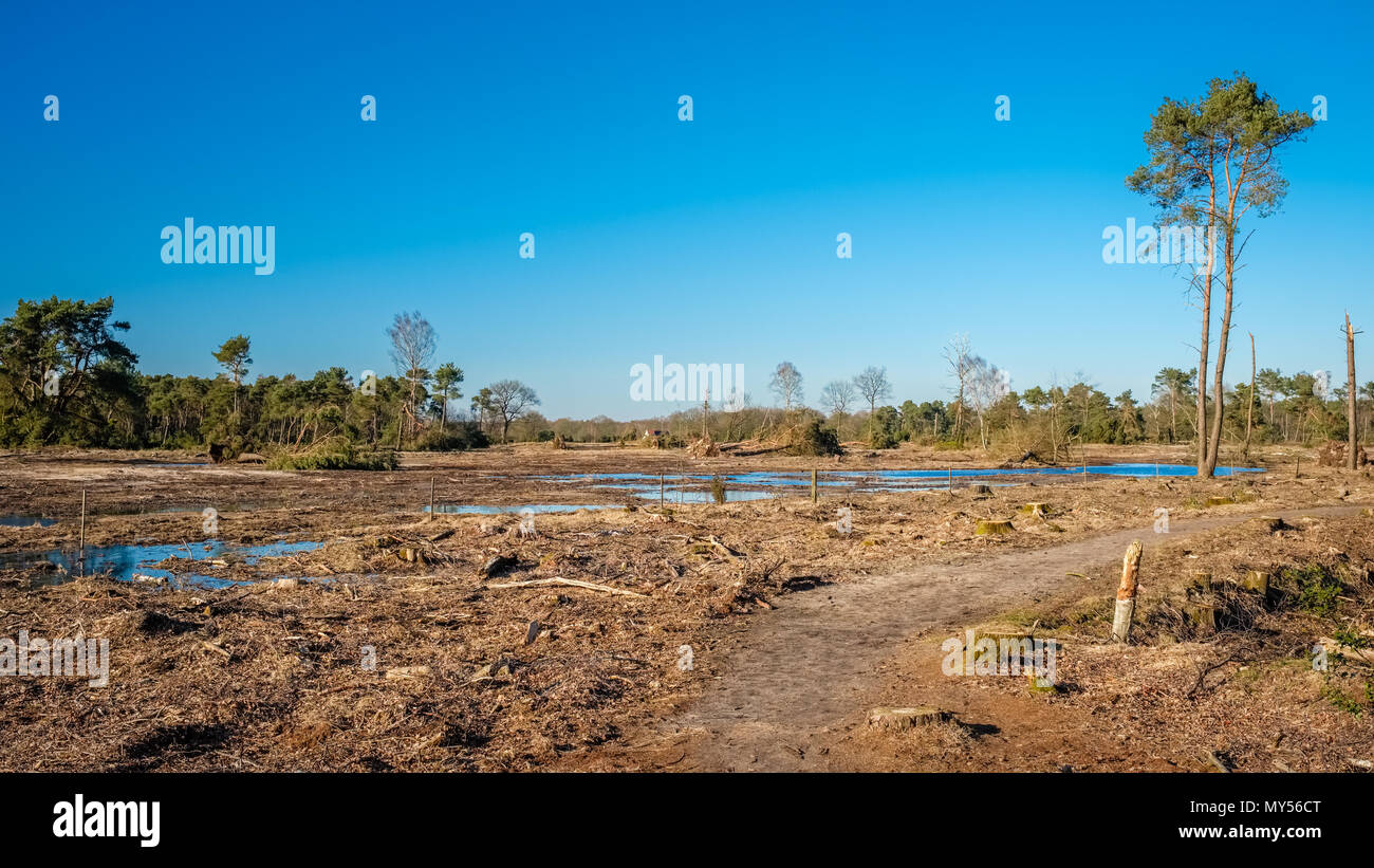 Paysage typiquement hollandais de l'Buurserzand, une réserve naturelle des zones humides dans la région de Twente. Il se compose d'heath sur de vieux sable dérive Banque D'Images