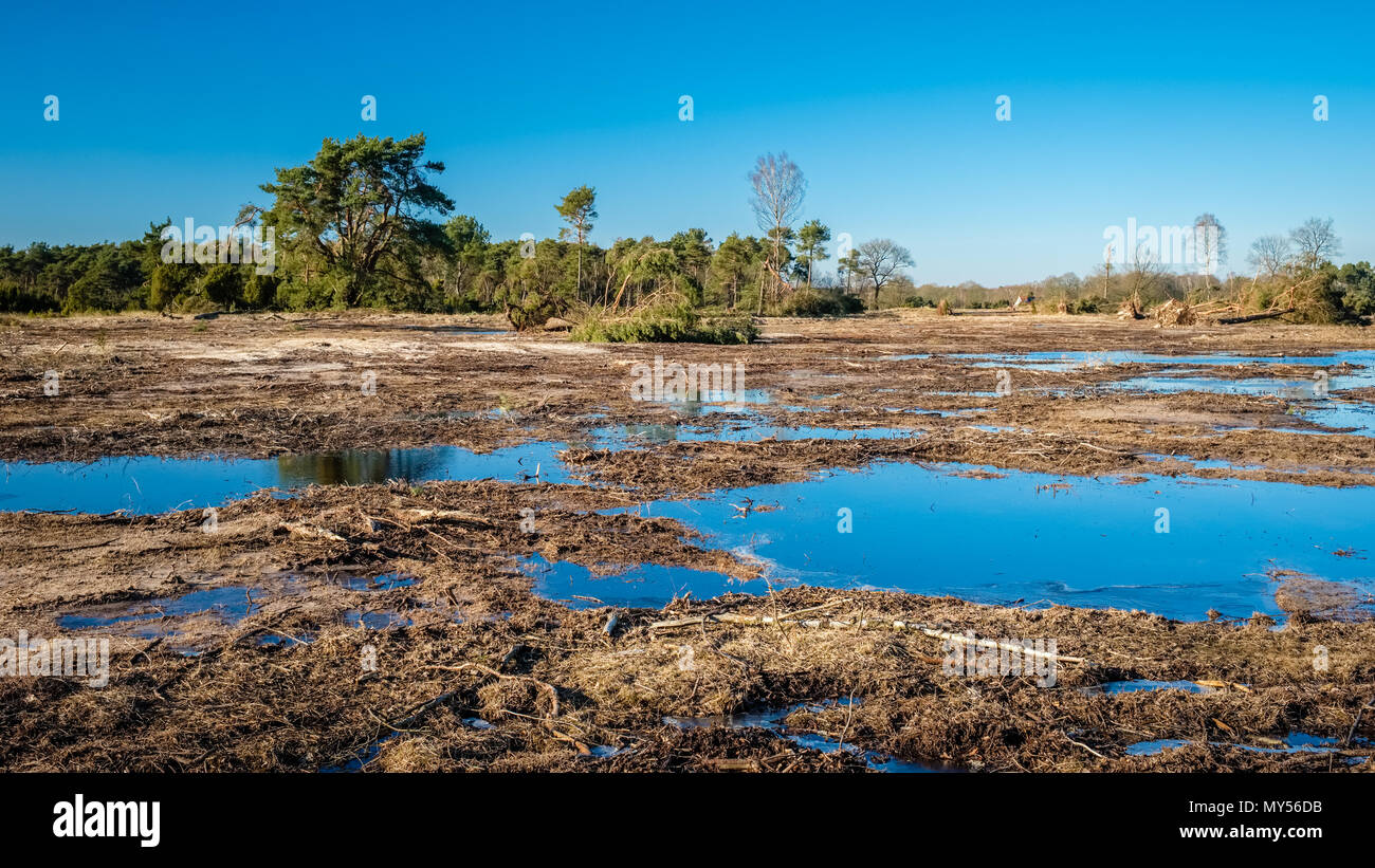 Paysage typiquement hollandais de l'Buurserzand, une réserve naturelle des zones humides dans la région de Twente. Il se compose d'heath sur de vieux sable dérive Banque D'Images