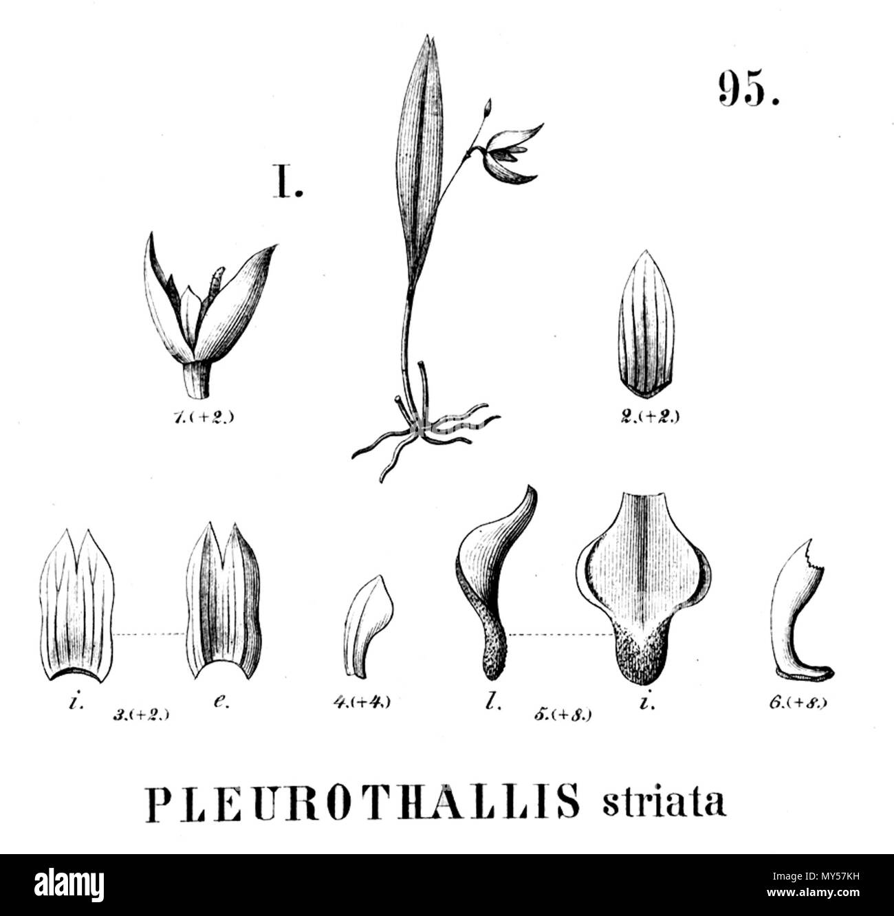 . Illustration de Lepanthes striata (comme syn. Pleurothallis striata) . 1896. Alfred Cogniaux (1841 - 1916) 320 Lepanthes striata (comme Pleurothallis striata) - découpe de Flora Brasiliensis 3-4-95 fig I Banque D'Images