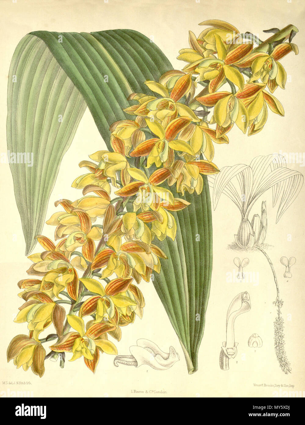 . Illustration de l'Lueddemannia pescatorei . 1890. M. S. del. (  = Matilda Smith, 1854-1926), J. N. Fitch lith. (  = John Nugent Fitch, 1840-1927) Description par Joseph Dalton Hooker (1817-1911) 332 Lueddemannia pescatorei - Curtis' 116 (Ser. N° 3 46) PL 7123 (1890) Banque D'Images