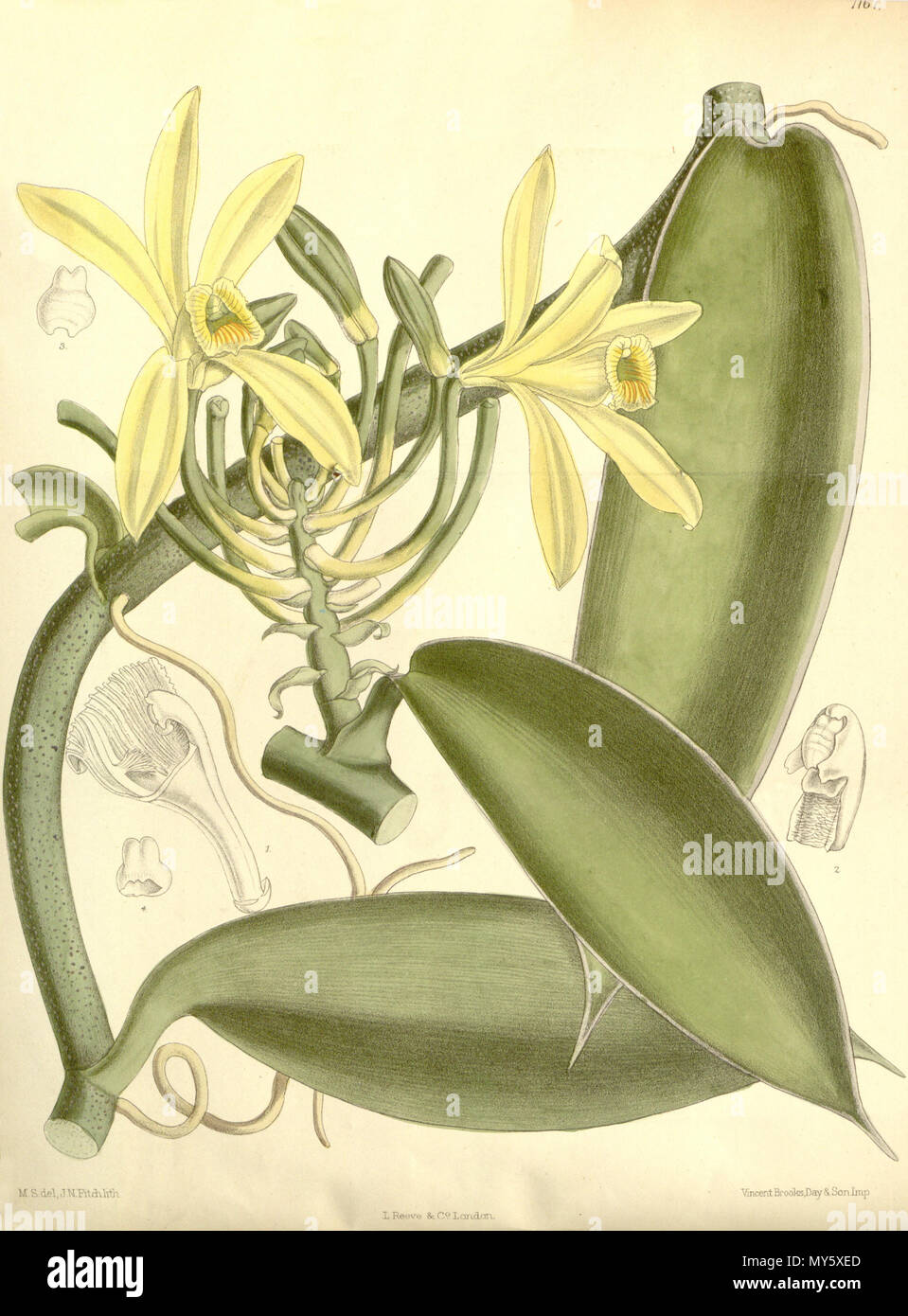. Illustration de Vanilla planifolia . 1891. M. S. del. (  = Matilda Smith, 1854-1926), J. N. Fitch lith. (  = John Nugent Fitch, 1840-1927) Description par Joseph Dalton Hooker (1817-1911) 545 Vanilla planifolia - Curtis' 117 (Ser. N° 3 47) PL 7167 (1891) Banque D'Images