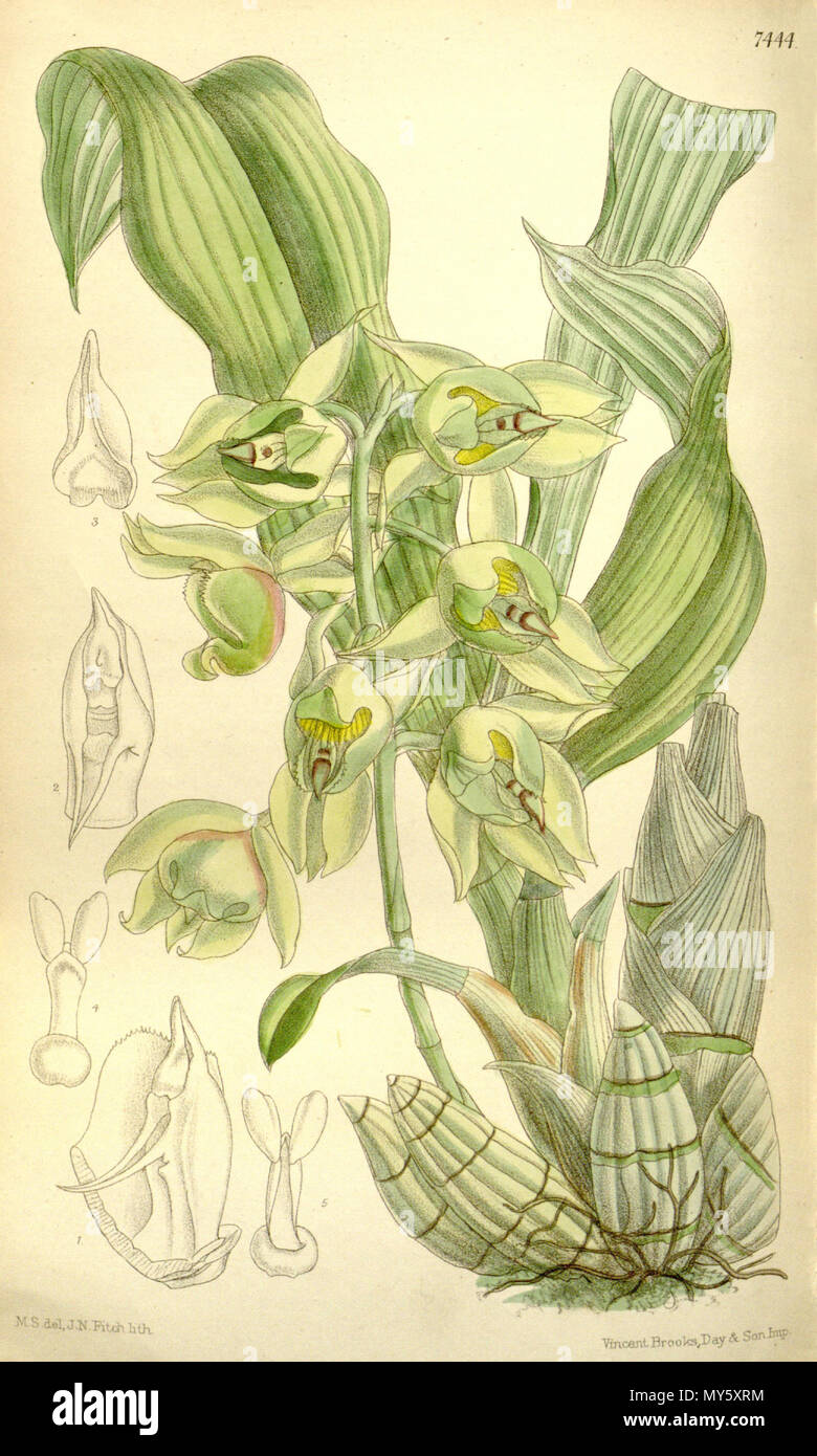 . Illustration de Catasetum lemosii . 1895. M. S. del. (  = Matilda Smith) (1854-1926), J. N. Fitch lith. (  = John Nugent Fitch, 1840-1927) Joseph Dalton Hooker (1817-1911) ed. Catasetum 101 lemosii Banque D'Images