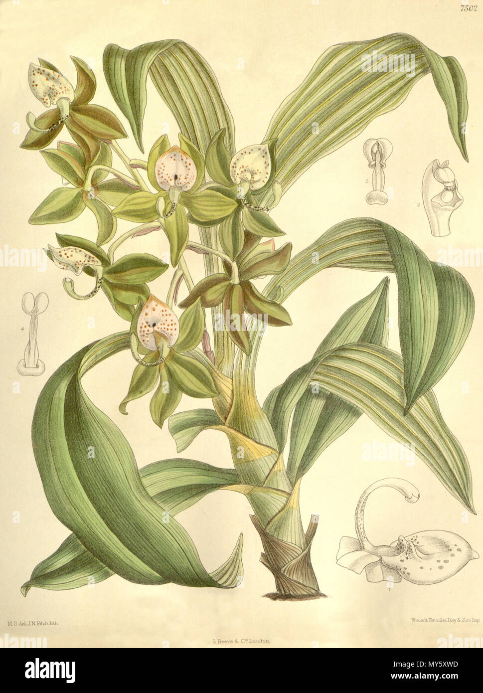 . Illustration de Cycnoches haagii . 1896. M. S. del. (  = Matilda Smith, 1854-1926), J. N. Fitch lith. (  = John Nugent Fitch, 1840-1927) Description par Joseph Dalton Hooker (1817-1911) 129 haagii Cycnoches - Curtis' 122 (Ser. N° 3 52) PL 7502 (1896) Banque D'Images