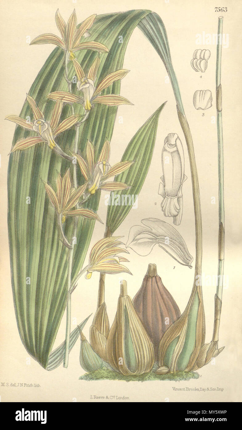 . Illustration de Tainia penangiana . 1897. M. S. del. (  = Matilda Smith, 1854-1926), J. N. Fitch lith. (  = John Nugent Fitch, 1840-1927) Description par Joseph Dalton Hooker (1817-1911) 512 Tainia penangiana - Curtis' 123 (Ser. N° 3 53) PL 7563 (1897) Banque D'Images