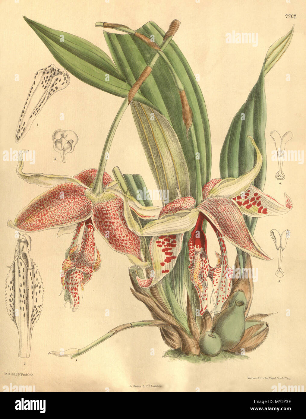 . Embreea rodigasiana (illustration de comme syn. Stanhopea rodigasiana) . 1900. M. S. del. (  = Matilda Smith, 1854-1926), J. N. Fitch lith. (  = John Nugent Fitch, 1840-1927) Description par R. A. Rolfe (1855-1921) 159 Embreea rodigasiana (comme Stanhopea rodigasiana) - Curtis' 126 (Ser. N° 3 56) pl. 7702 (1900) Banque D'Images