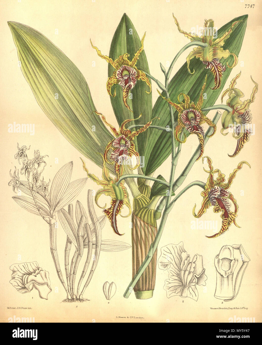 . Illustration de Dendrobium spectabile . 1900. M. S. del. (  = Matilda Smith, 1854-1926), J. N. Fitch lith. (  = John Nugent Fitch, 1840-1927) Description par Joseph Dalton Hooker (1817-1911) 136 Dendrobium spectabile - Curtis' 126 (Ser. N° 3 56) pl. 7747 (1900) Banque D'Images