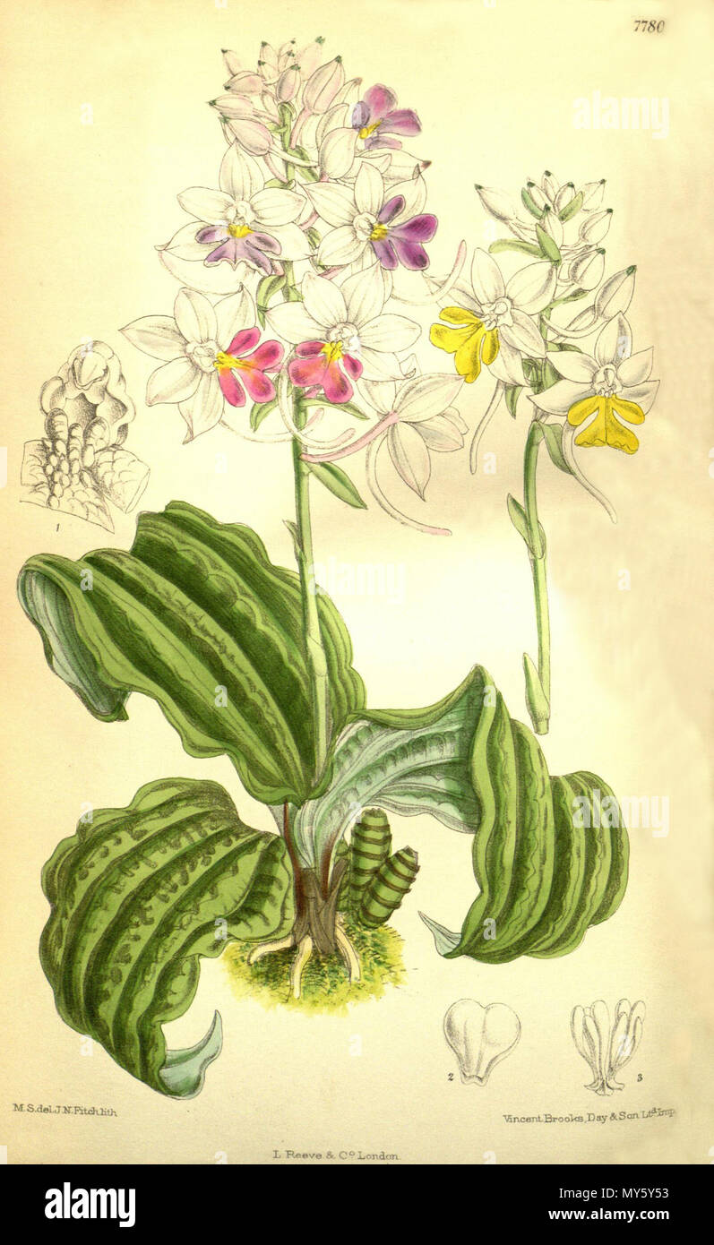 . Illustration de Sanguisorba madagascariensis . 1901. M. S. del. (  = Matilda Smith, 1854-1926), J. N. Fitch lith. (  = John Nugent Fitch, 1840-1927) Description par Joseph Dalton Hooker (1817-1911) 93 Sanguisorba madagascariensis - Curtis' 127 (Ser. N° 3 57) pl. 7780 (1901) Banque D'Images