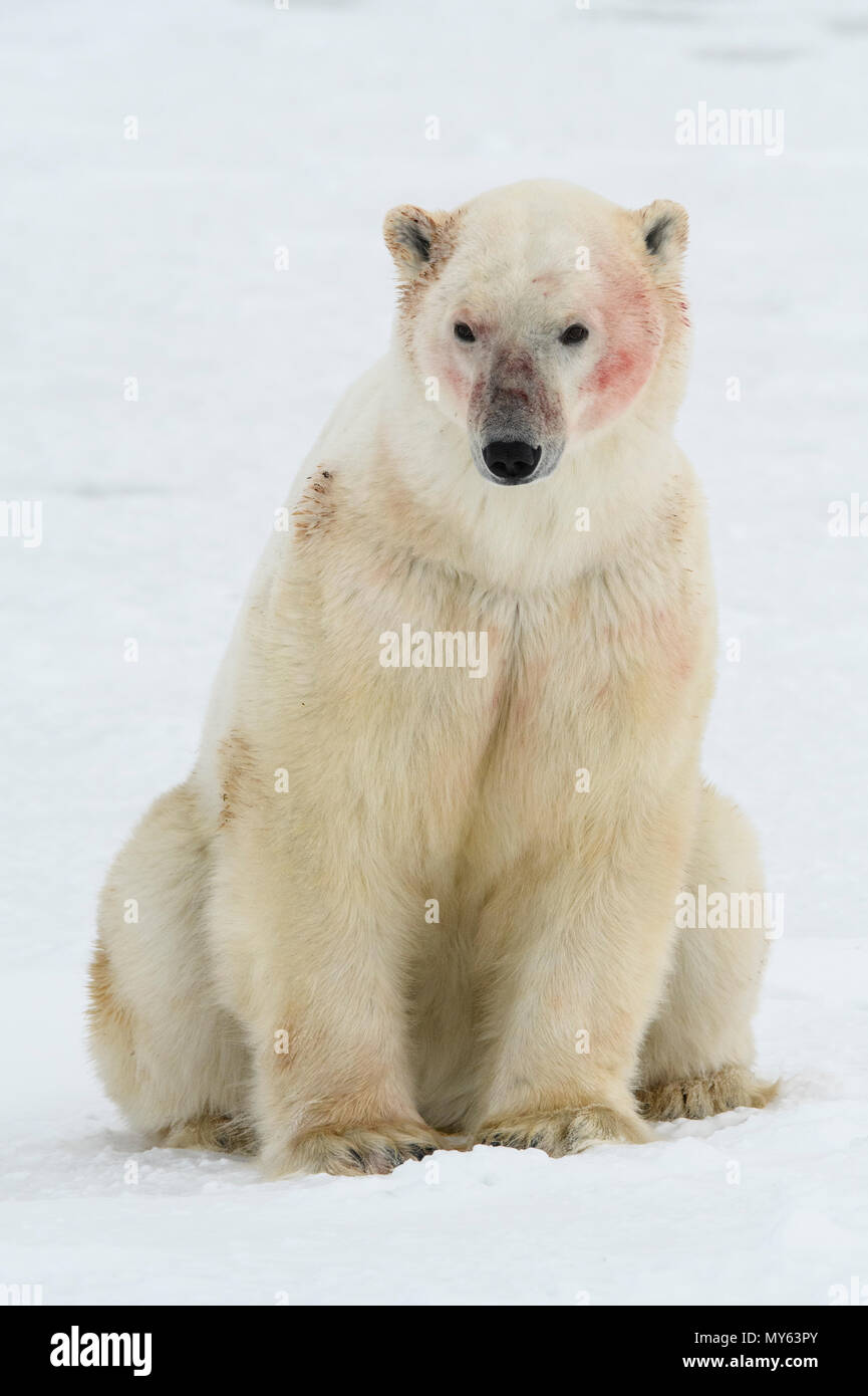 L'ours polaire (Ursus maritimus) Personne avec du sang font face à peu de temps après un repas, le parc national Wapusk, Cape Churchill, Manitoba, Canada Banque D'Images