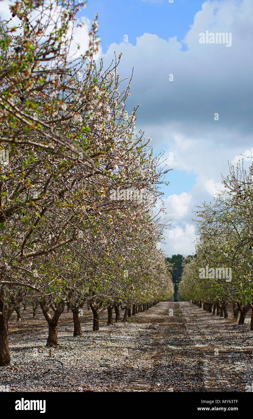 Paysage agricole, jardin avec arbres fruitiers Banque D'Images