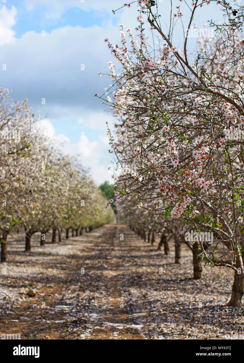 Paysage agricole, jardin avec arbres fruitiers Banque D'Images
