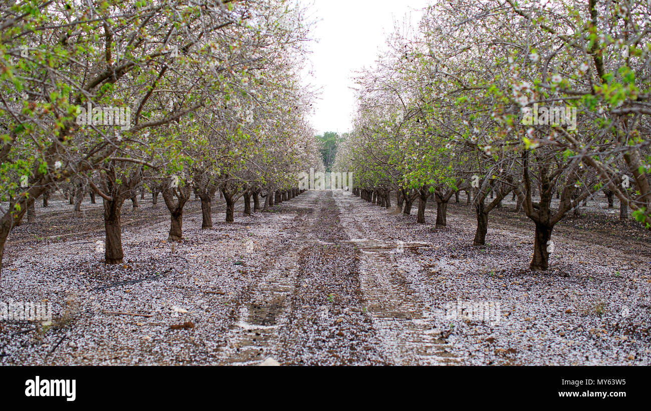 Paysage agricole, jardin avec arbres fruitiers Banque D'Images