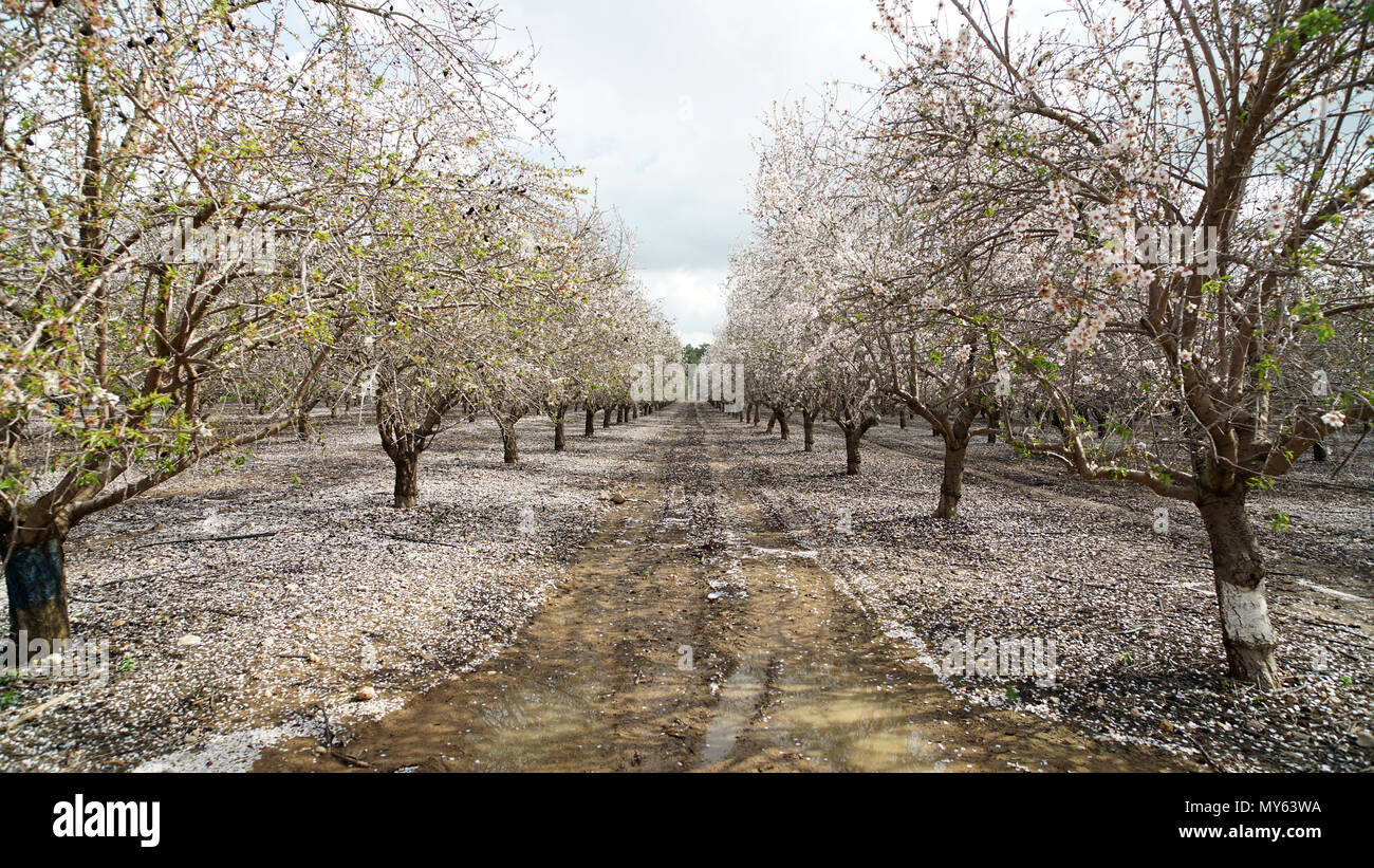 Paysage agricole, jardin avec arbres fruitiers Banque D'Images