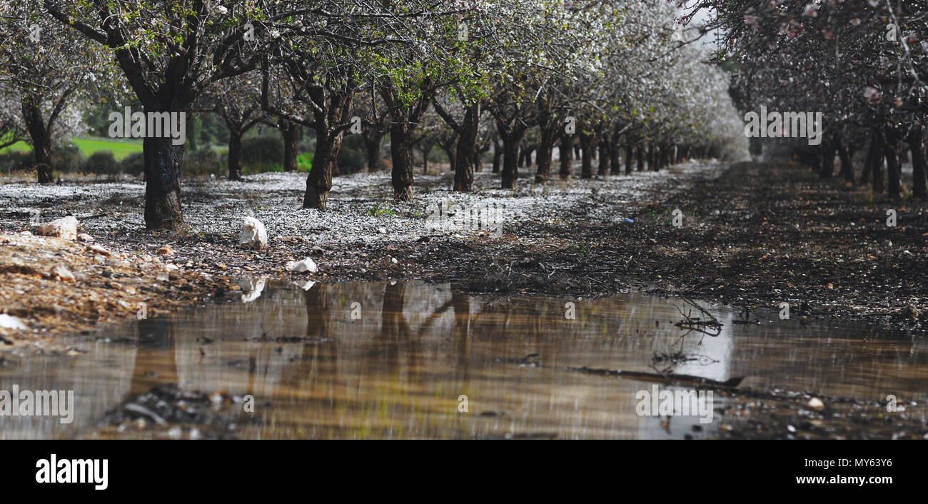 Paysage agricole, jardin avec arbres fruitiers Banque D'Images