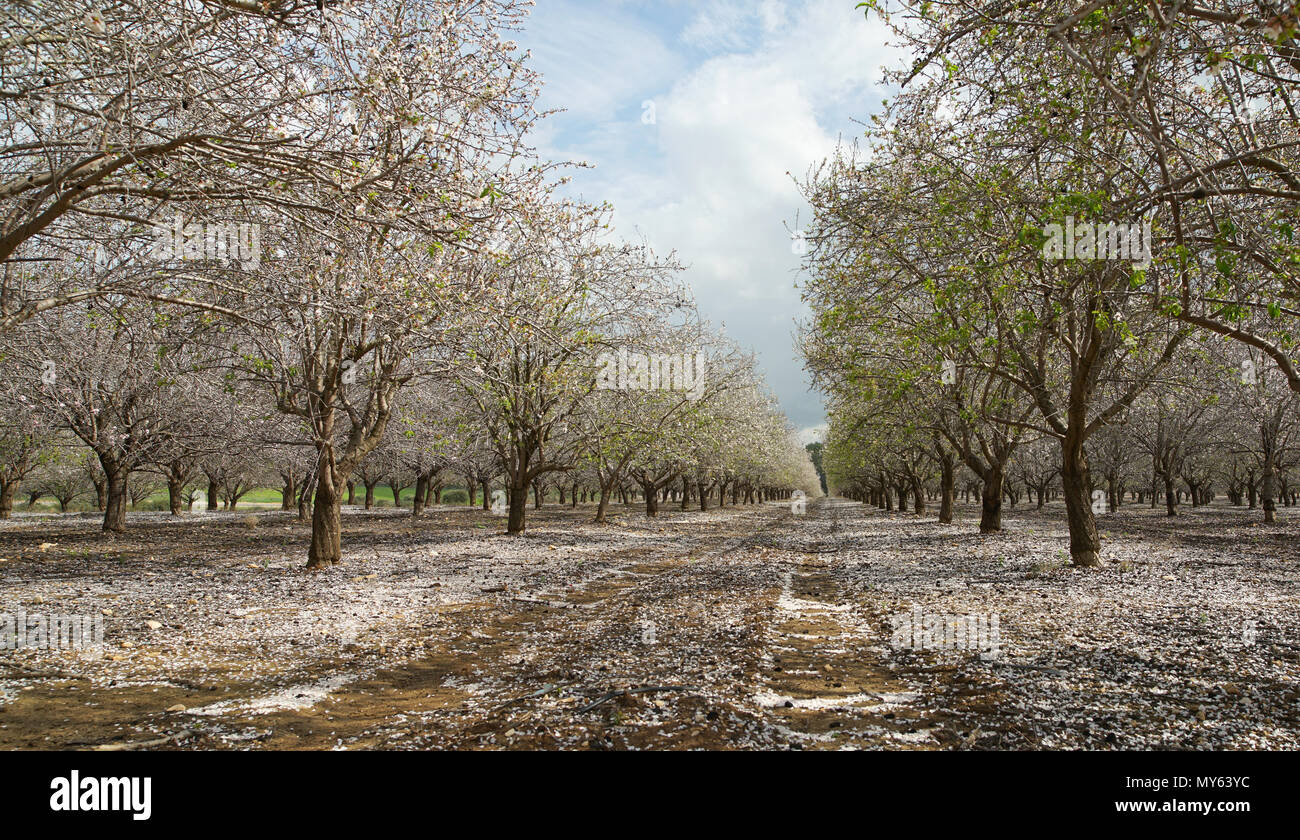 Paysage agricole, jardin avec arbres fruitiers Banque D'Images