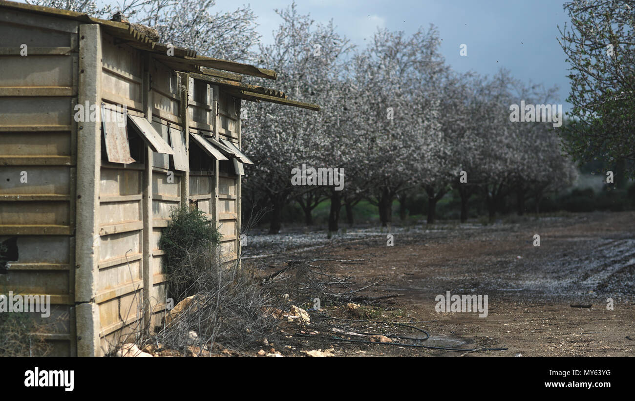 Paysage agricole, jardin avec arbres fruitiers Banque D'Images