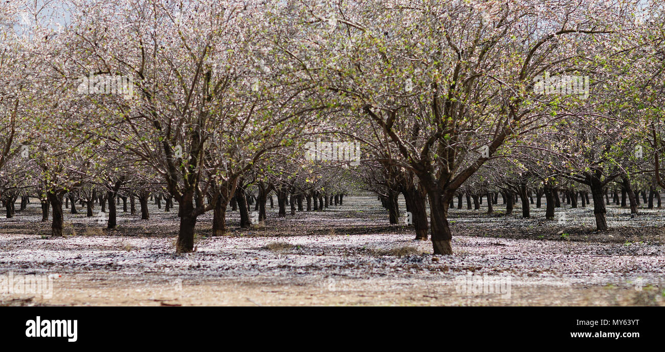 Paysage agricole, jardin avec arbres fruitiers Banque D'Images