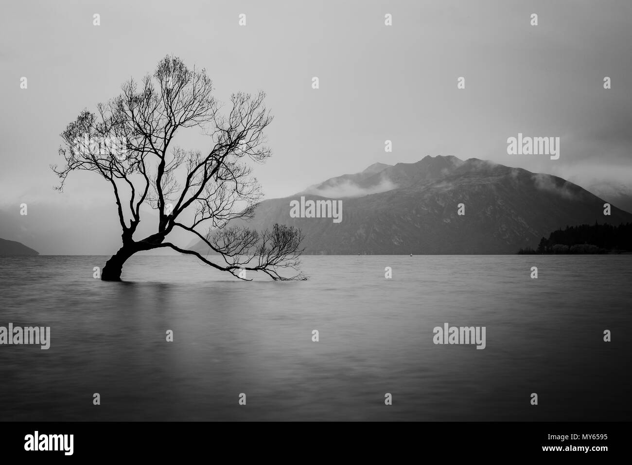 L'arbre dans le lac Wanaka, île du Sud, Nouvelle-Zélande paysage Banque D'Images