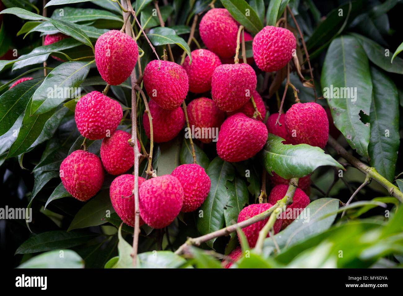 Le litchi, litchi, Lichie Leechee, Lichi, Bangla : Lichu. Le litchi est un petit fruit frais avec la pâte blanchâtre ayant la saveur parfumée. Le fruit est couvert Banque D'Images